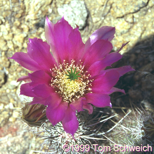 <I>Echinocereus engelmannii</I> in Wild Horse Canyon.