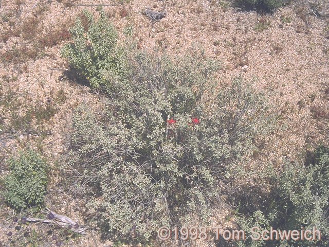 <I>S. dorrii</I> with hemiparasite <I>Castilleja</I> (red flowers).