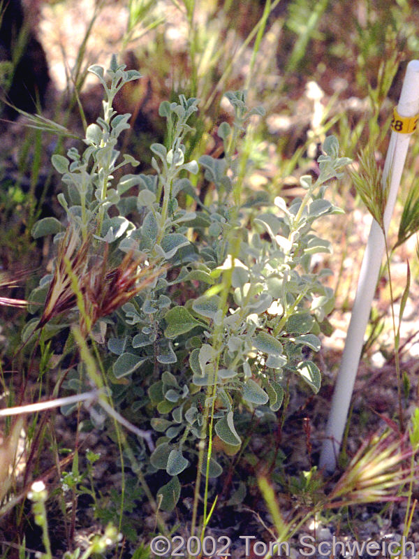 <I>S. dorrii</I> growing shade of <I>Opuntia acanthocarpa</I>.