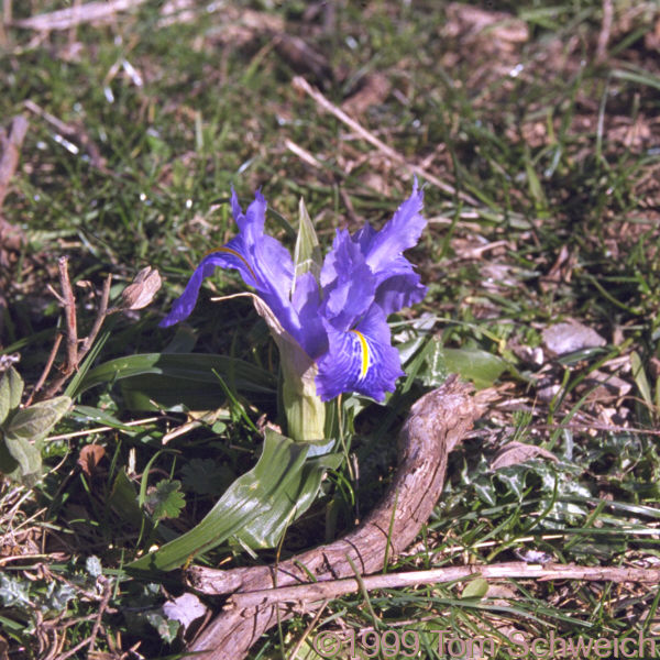 <I>Iris planifolia</I> (Miller) Fiori and Paol.