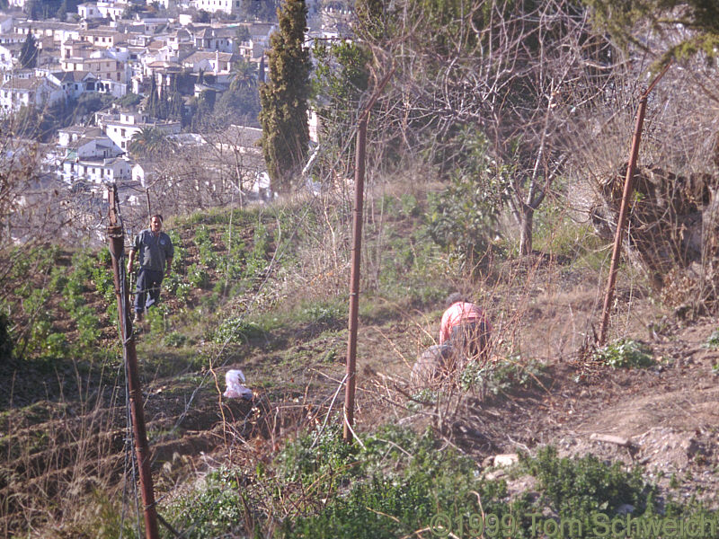 Gardeners on the slopes below La Alhambra.