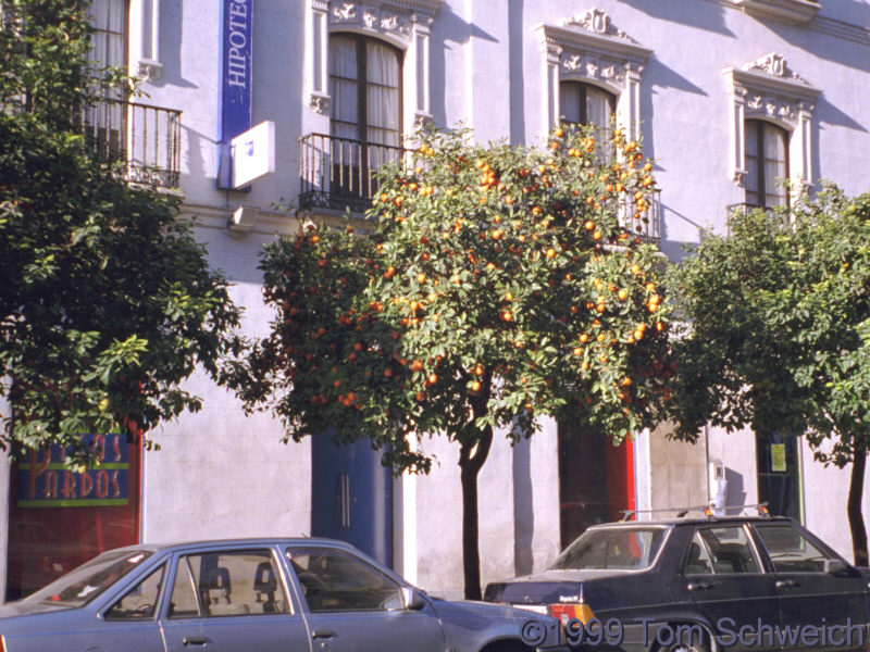 Orange trees on the streets of Sevilla.