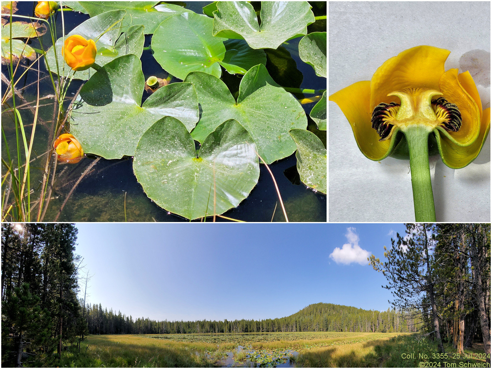 Nymphaceae Nuphar polysepala