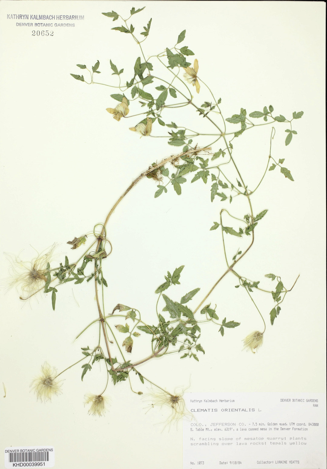 Ranunculaceae Clematis orientalis