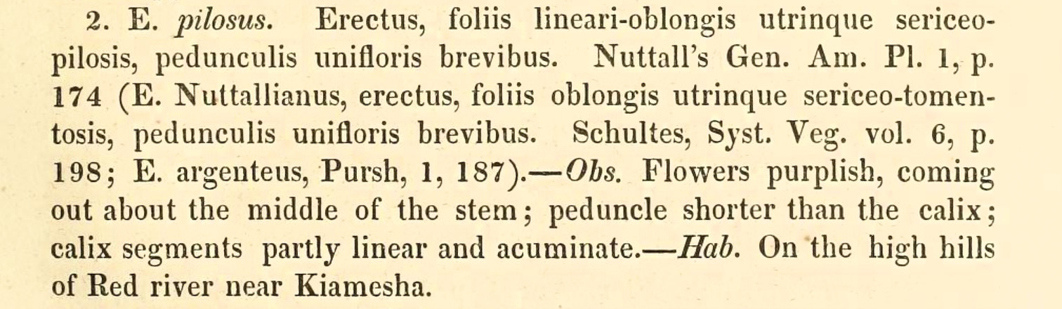 Convolvulaceae Evolvulus nuttallianus