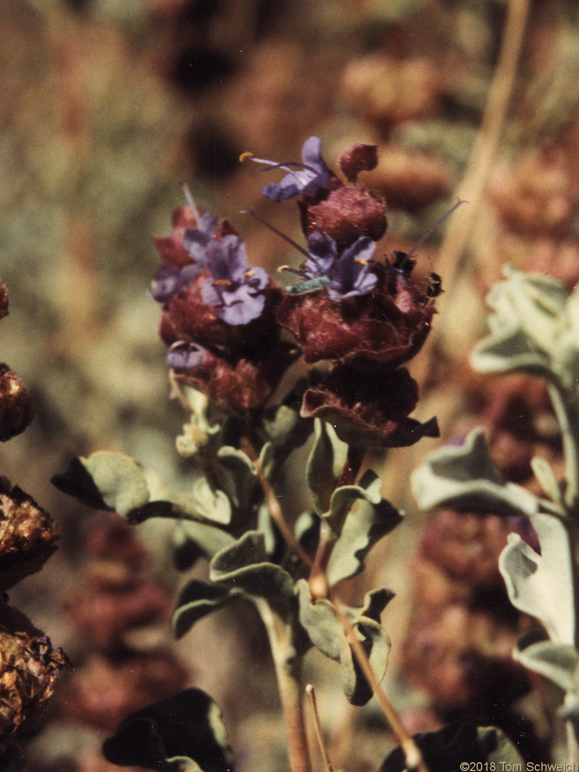 Lamiaceae Salvia dorrii