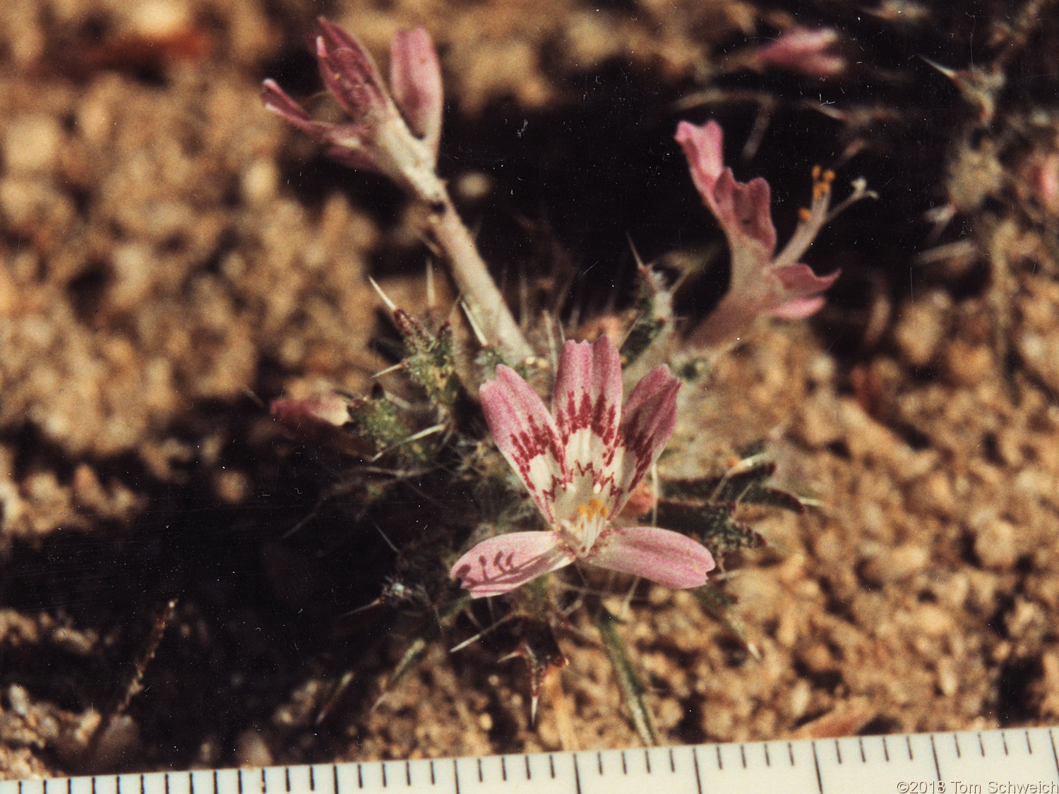 Polemoniaceae Loeseliastrum matthewsii
