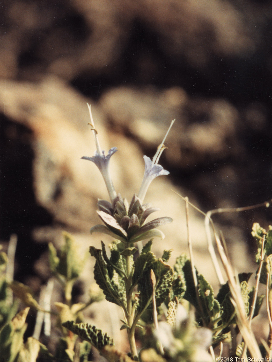 <I>Salvia mohavensis</I> at Lobo Point.
