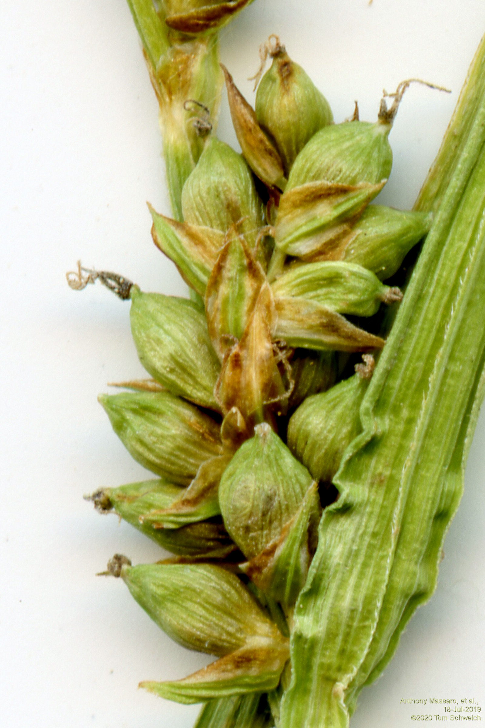 Cyperaceae Carex conoidea