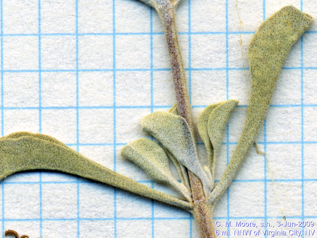 <i>Salvia dorrii</i> inflorescence.