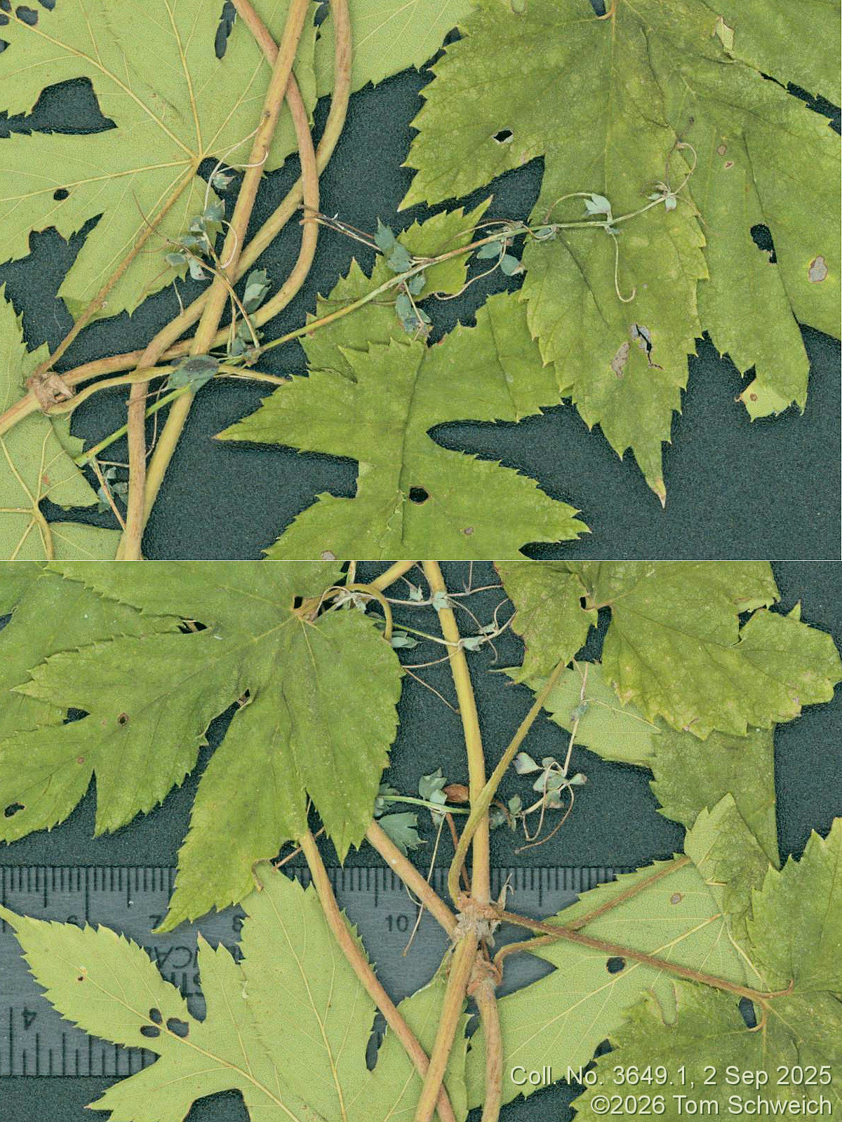 Ranunculaceae, Thalictrum