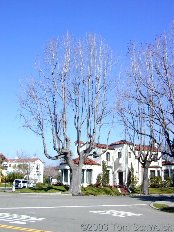 London Plane-Ttree at Gibbons, Cambridge, and Southwood, March 2, 2003
