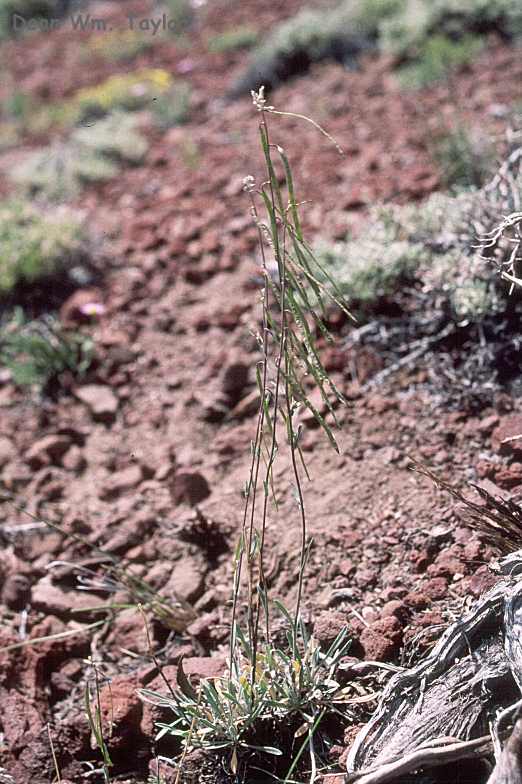 Brassicaceae Arabis cobrensis