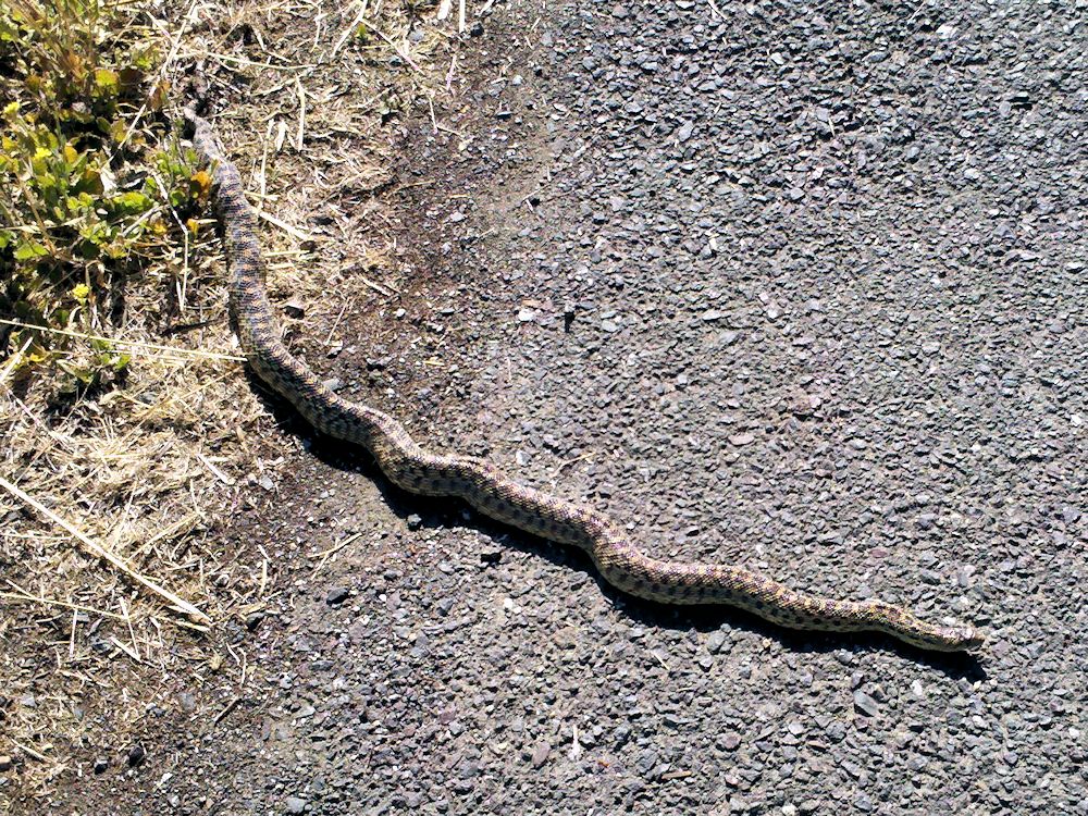 Gopher snake on Bay Farm bicycle train