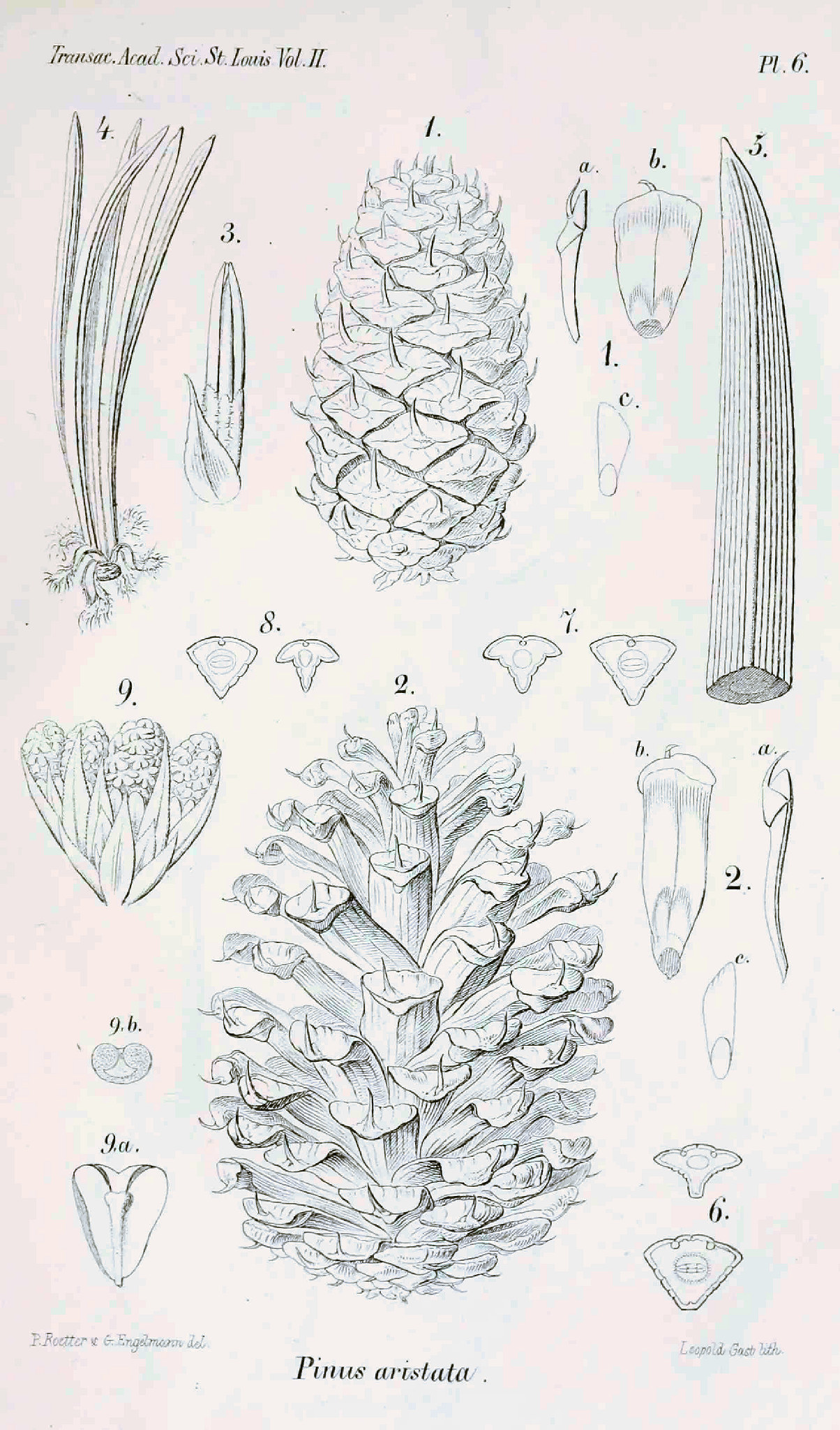 Pinaceae, Pinus aristata