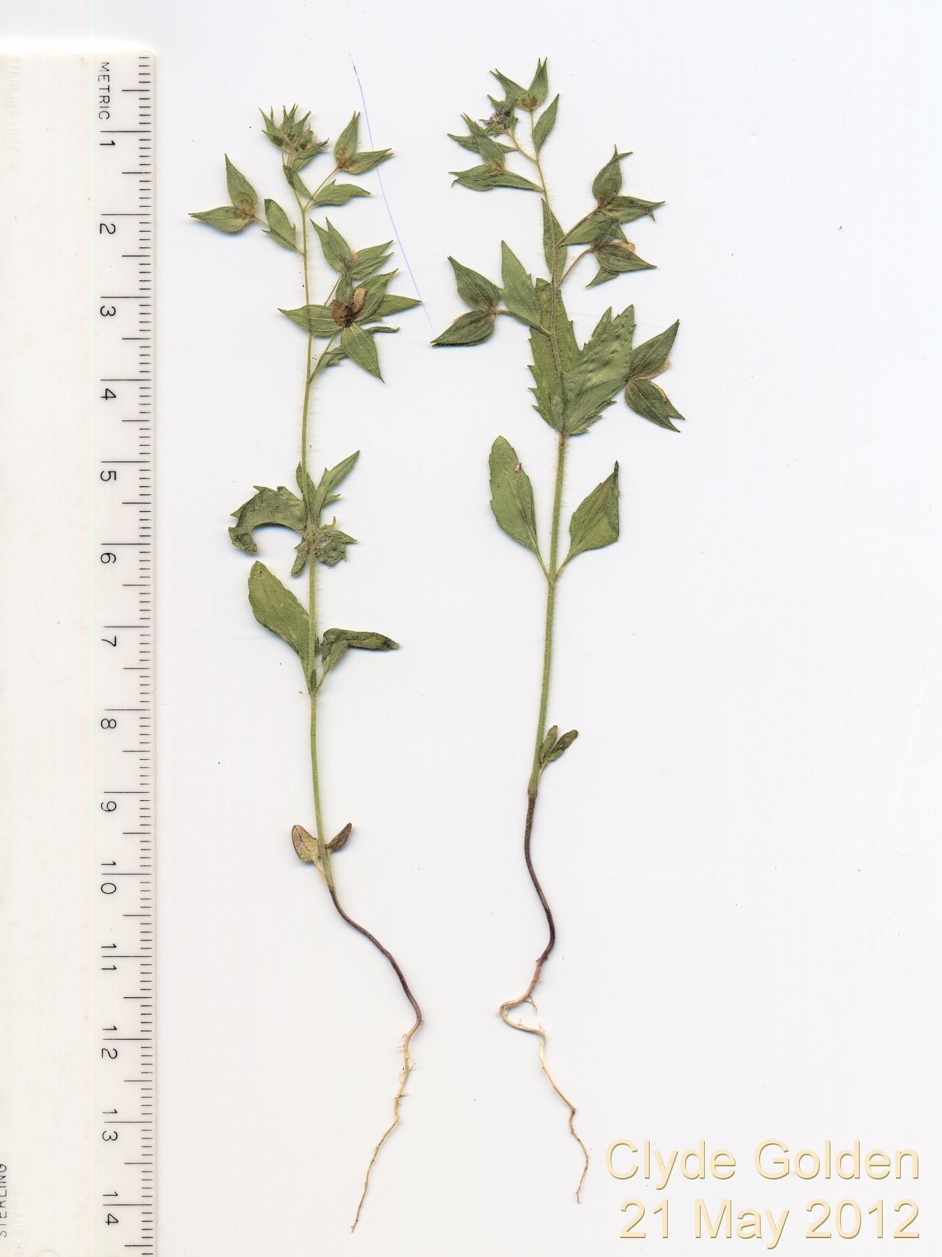 Plantaginaceae Veronica biloba