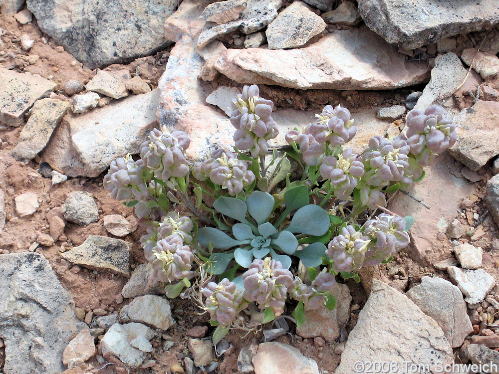 Brassicaceae Physaria chambersi