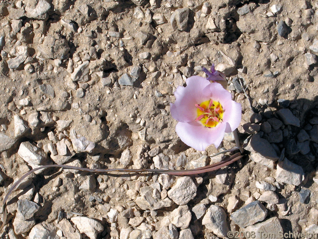 Liliaceae Calochortus