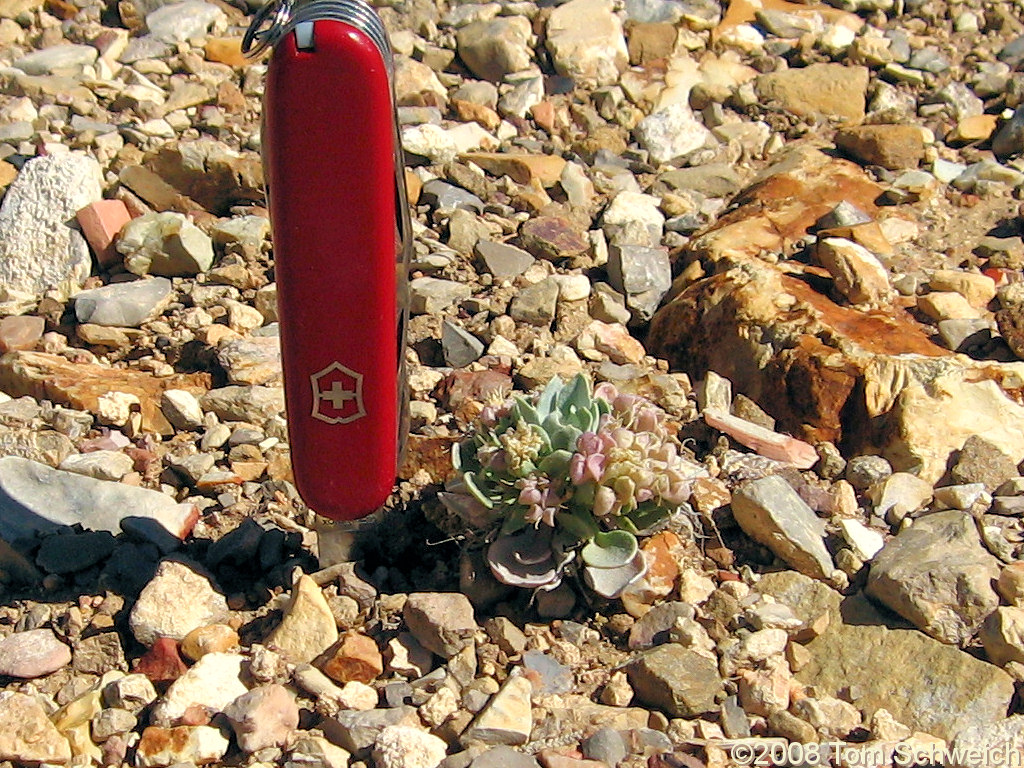 Brassicaceae Physaria chambersi