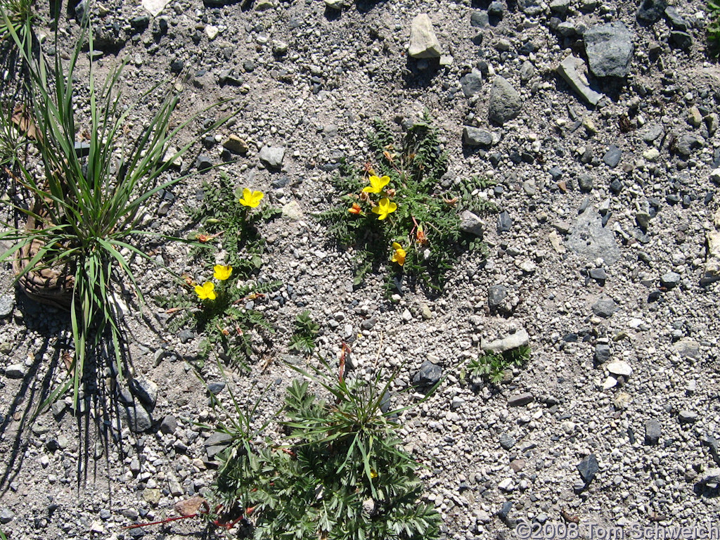 Californa, Mono County, Reversed Peak, Collection No. 561, Taraxia tanacetifolia