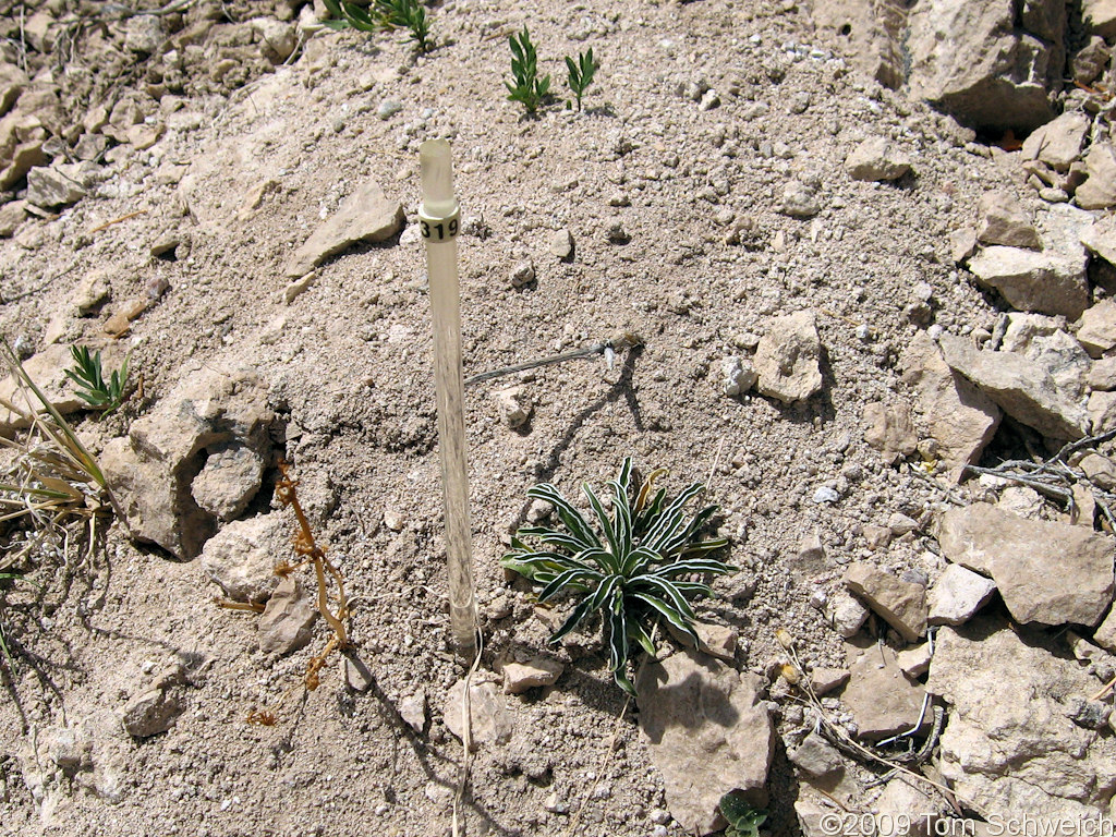 Frasera albomarginata, Mojave National Preserve, San Bernardino County, California