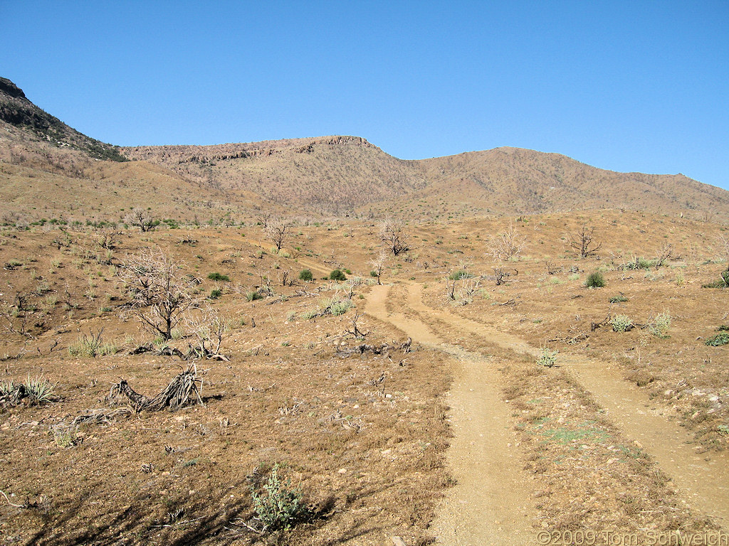 post-fire recovery, Wild Horse Canyon, San Bernardino County, California