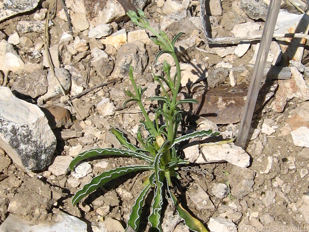 Frasera albomarginata, Wild Horse Mesa, San Bernardino County, California