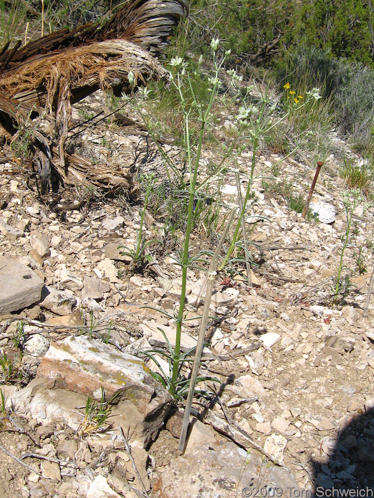 Frasera albomarginata, Wild Horse Mesa, San Bernardino County, California