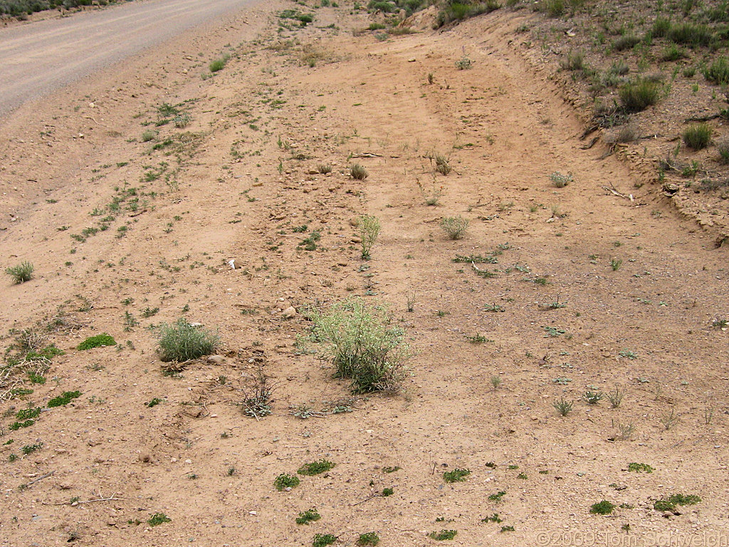 Frasera albomarginata, Lincoln County, Nevada, Gentianaceae, Lincoln County Road Department