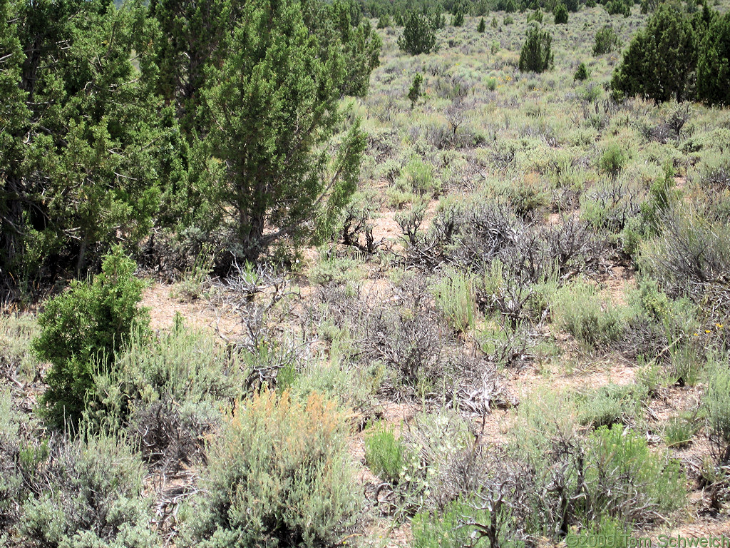 <i>Frasera albomarginata</i>, Silver King Pass, Lincoln County, Nevada