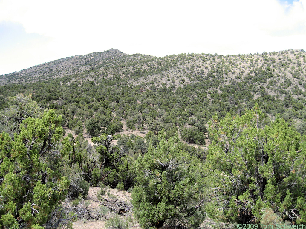 Silver King Pass, Lincoln County, Nevada