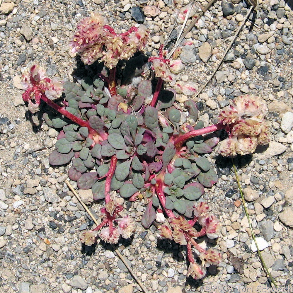 Montiaceae Calyptridium