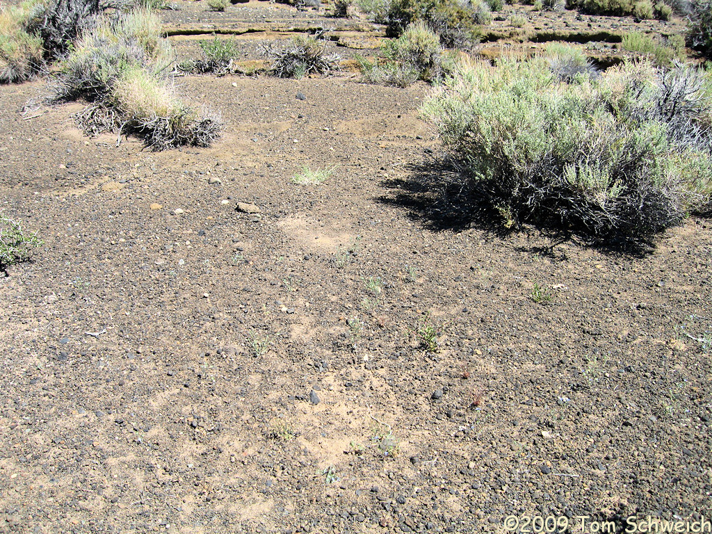 Black Point, Mono County, California