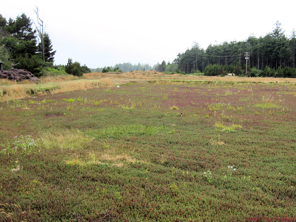 Cranberry Bogs, Coos County, Oregon