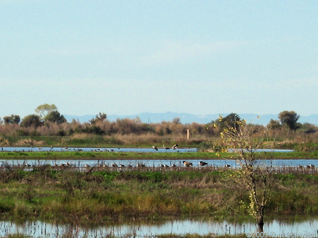Consumnes River Preserve, Sacramento County, California