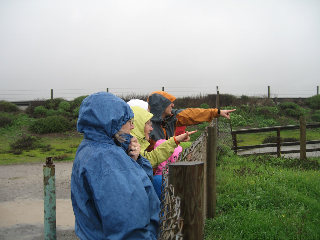 Elephant Seal watching