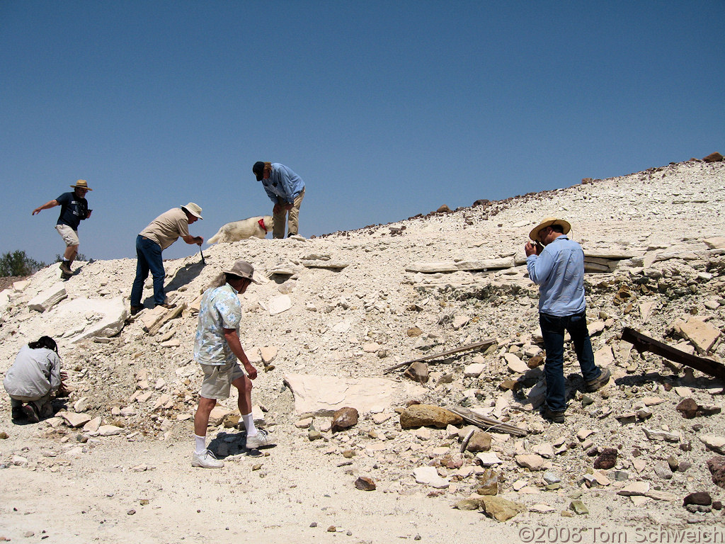 Arizona, La Paz County, Cibola fossil locality