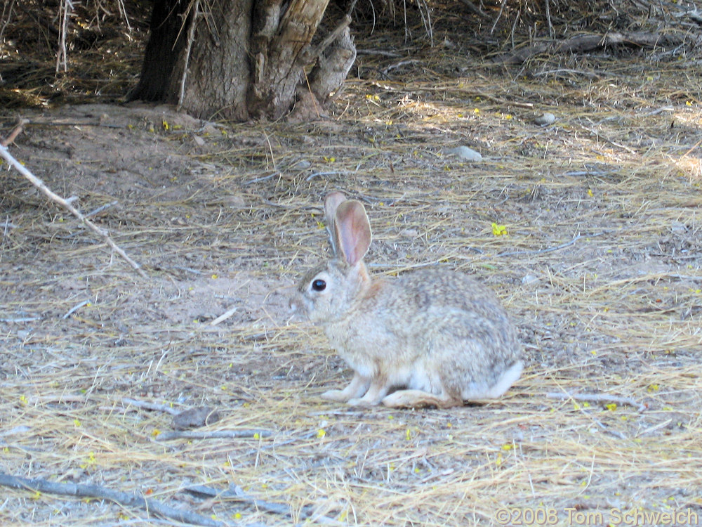 California, Imperial County, Sonny Bono National Wildlife Refuge