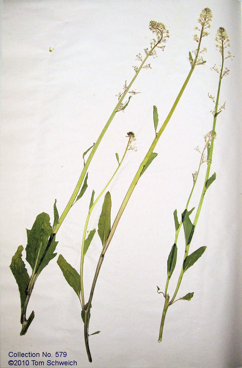 Brassicaceae Thelypodium milleflorum