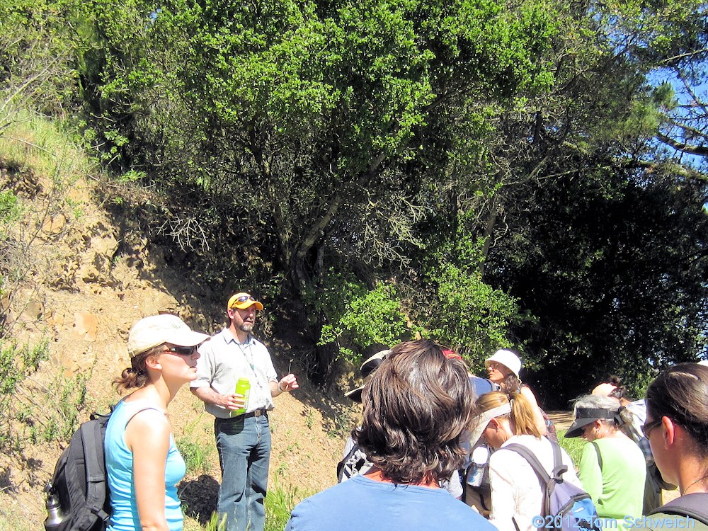 California, Alameda County, Oakland, Redwood Regional Park, Skyline Serpentine Prairie