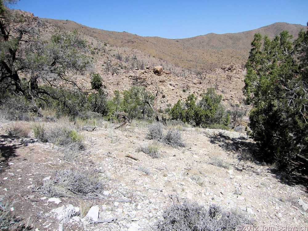 California, San Bernardino County, Wild Horse Mesa