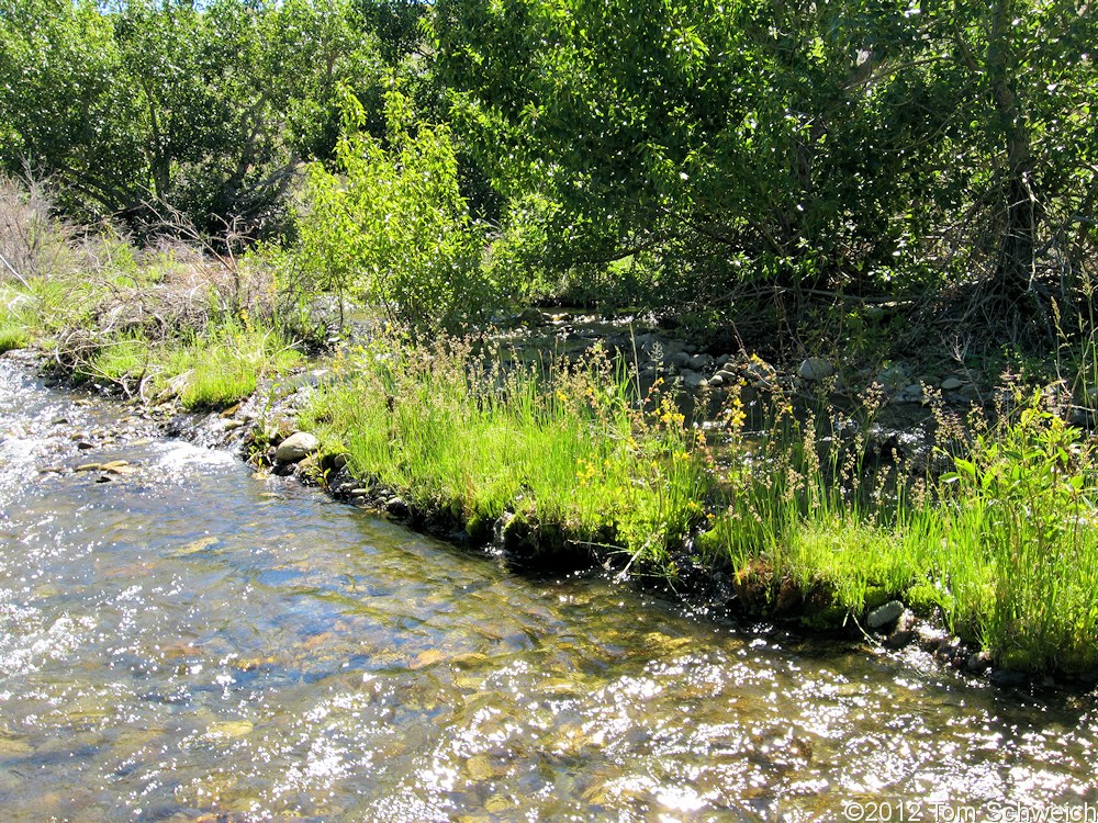 California, Mono County, Mill Creek