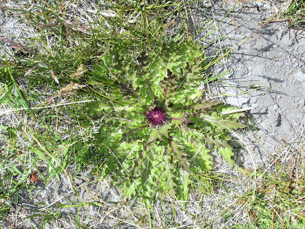 Asteraceae Cirsium scariosum
