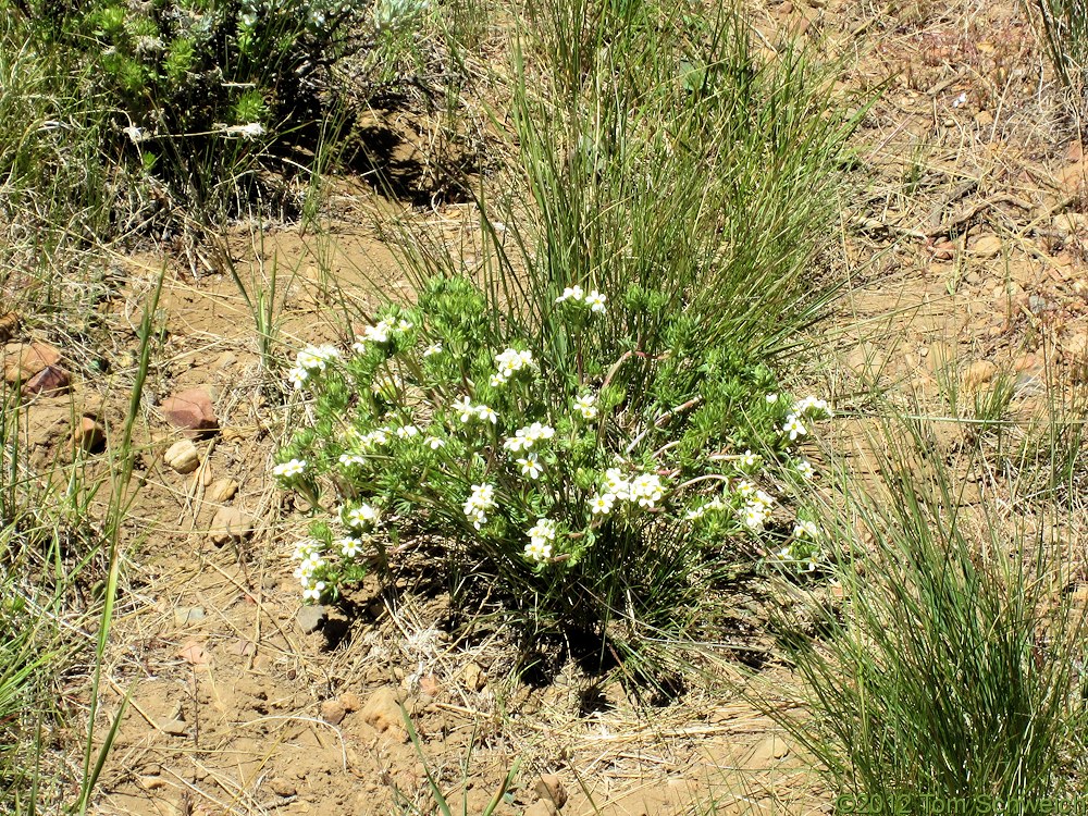 Polemoniaceae Leptosiphon nuttallii