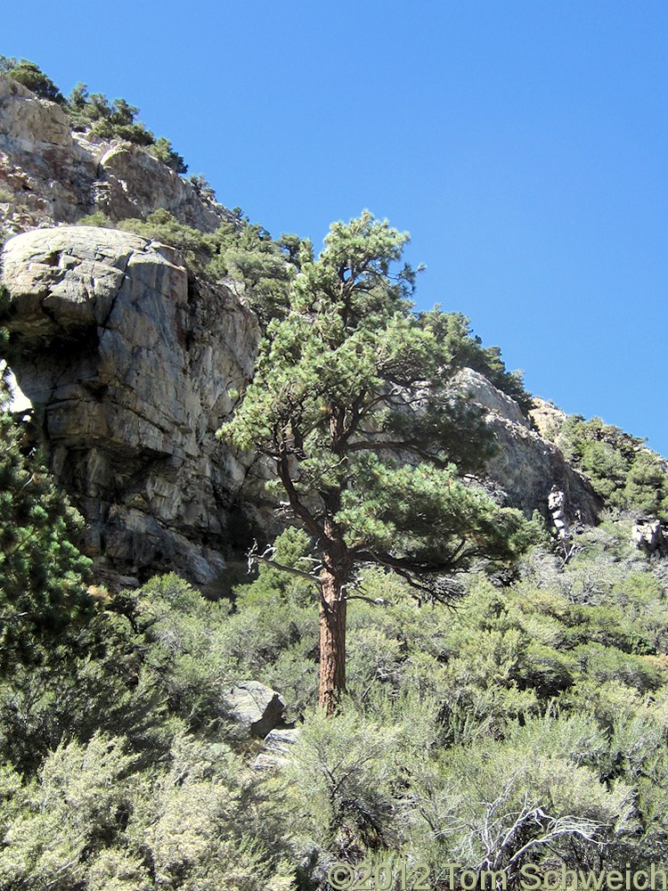 Pinaceae Pinus ponderosa(?)