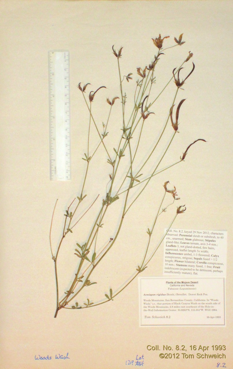 Fabaceae Acmispon rigidus
