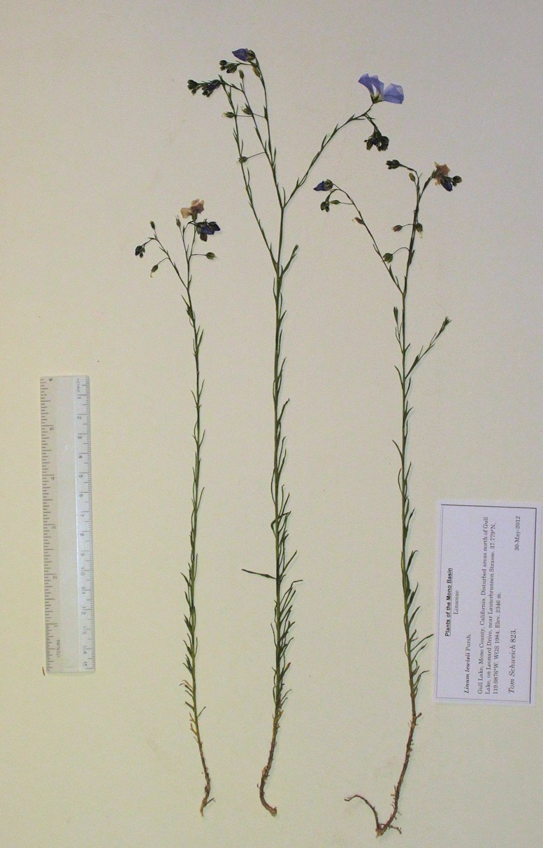 Linnaceae Linum lewisii