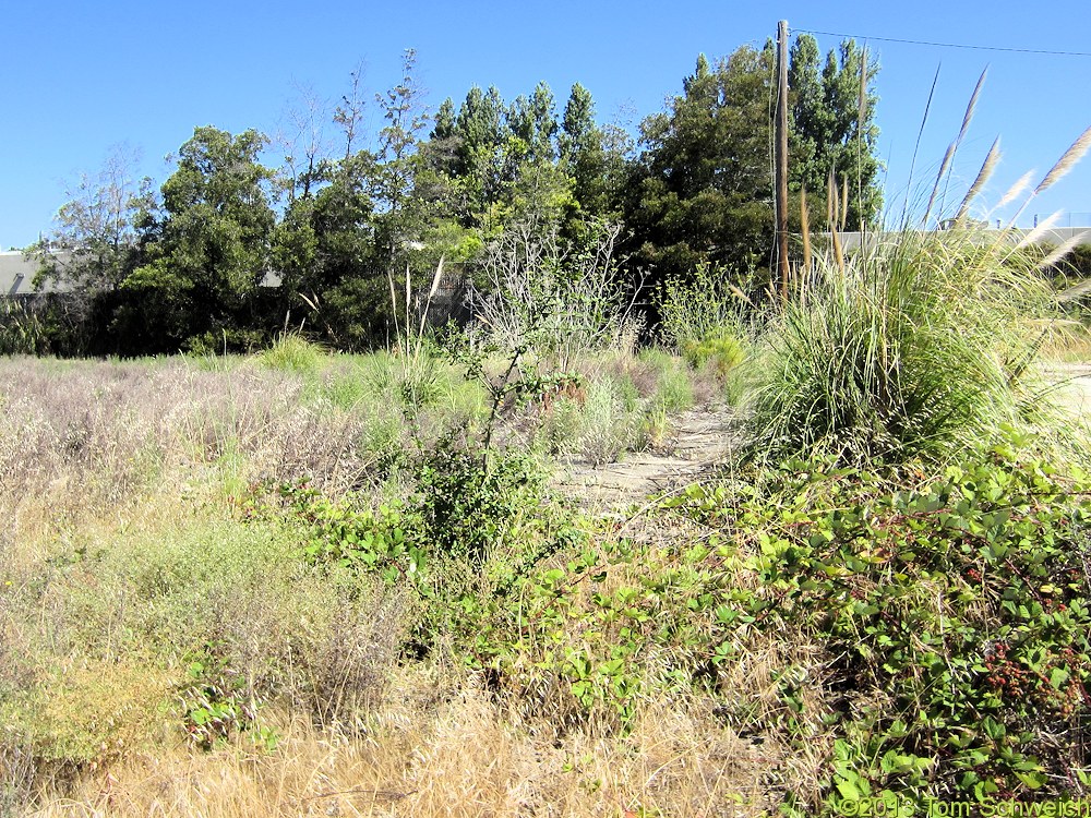 California, Alameda County, Alameda, Jean Sweeney Open Space Preserve