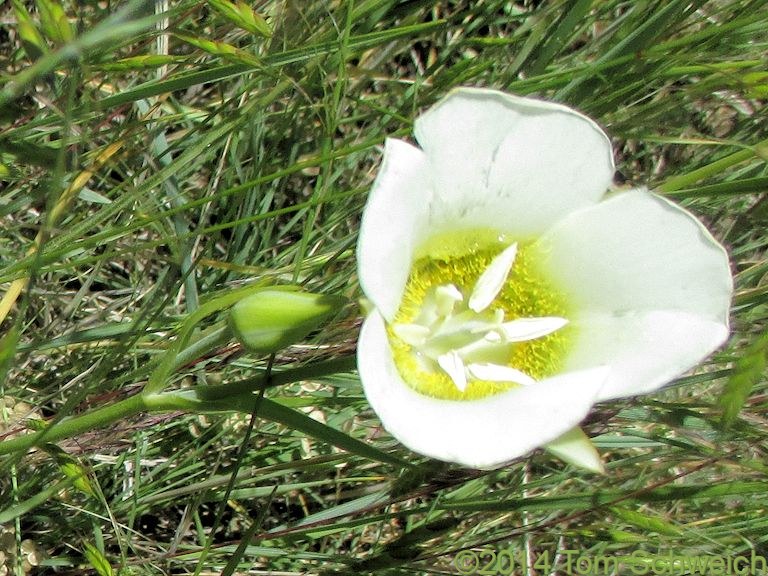 Liliaceae Calochortus gunnisonii