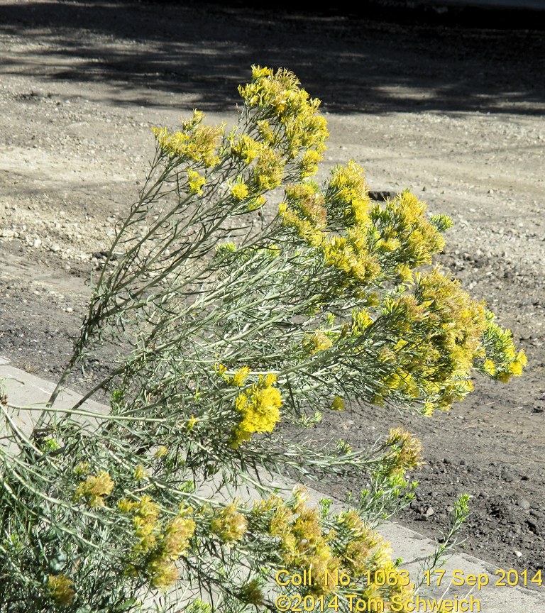 Asteraceae, Ericameria nauseosa graveolens